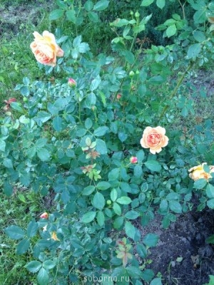Наши цветы. В саду - куст роз_.JPG