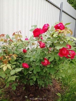 Наши цветы. В саду - розы_алые.JPG