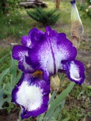 Наши цветы. В саду - ирис.JPG