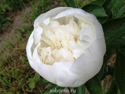 Наши цветы. В саду - пион.JPG