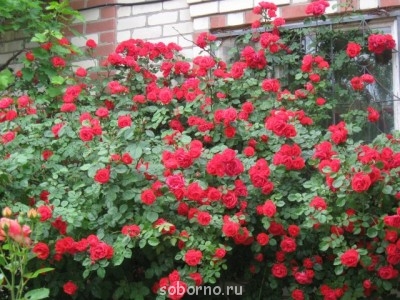 Наши цветы. В саду - IMG_3301.jpg