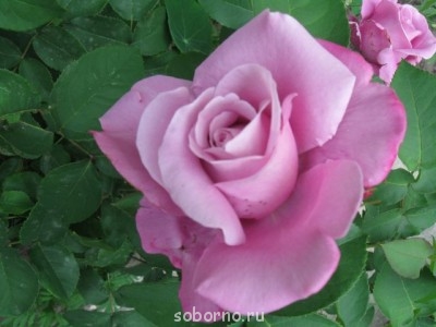 Наши цветы. В саду - IMG_3306.jpg