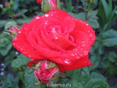 Наши цветы. В саду - IMG_3476.jpg