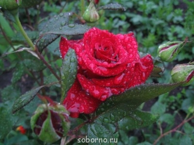 Наши цветы. В саду - IMG_3478.jpg