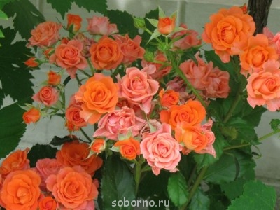 Наши цветы. В саду - IMG_3497.jpg