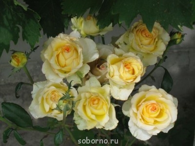 Наши цветы. В саду - IMG_3498.jpg