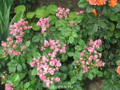 Наши цветы. В саду - IMG_3510.jpg