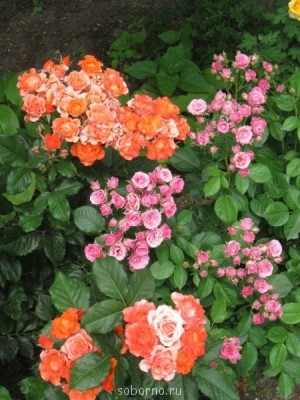 Наши цветы. В саду - IMG_3511.jpg