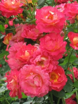 Наши цветы. В саду - IMG_3522.jpg