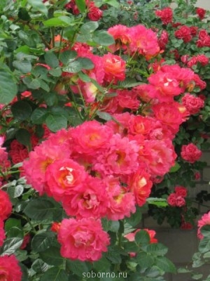 Наши цветы. В саду - IMG_3523.jpg