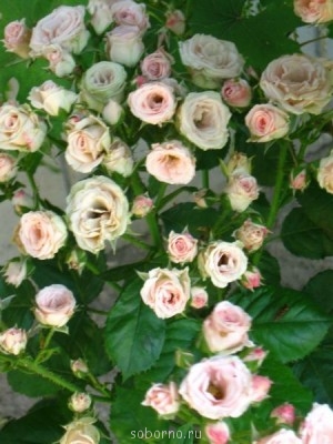 Наши цветы. В саду - IMG_3542.jpg