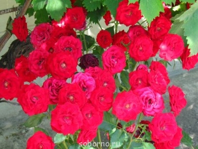 Наши цветы. В саду - IMG_3548.jpg