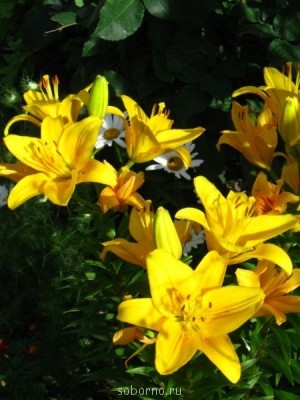 Наши цветы. В саду - IMG_3545.jpg