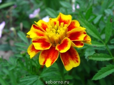 Наши цветы. В саду - IMG_3554.jpg