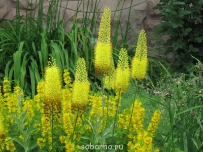 Наши цветы. В саду - IMG_3516.jpg