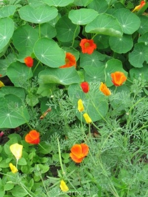 Наши цветы. В саду - IMG_3520.jpg