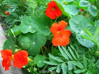 Наши цветы. В саду - IMG_3538.jpg