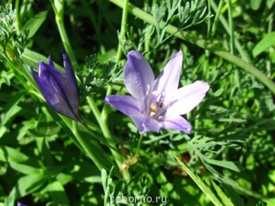 Наши цветы. В саду - IMG_3541.jpg