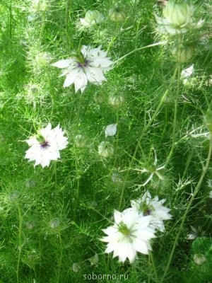 Наши цветы. В саду - IMG_3544.jpg