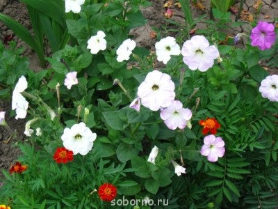 Наши цветы. В саду - IMG_3555.jpg