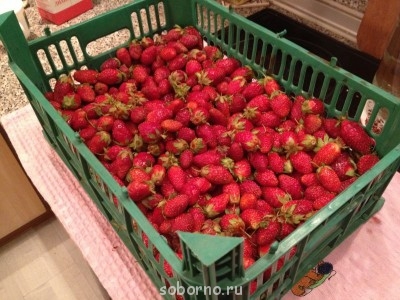 Посиделки - клубника.JPG