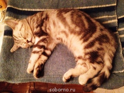 Кошки - очарование МОЁ - фотография (3).JPG