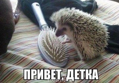 Они такие забавные смешные фото и видео  - image.jpg