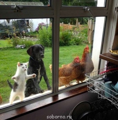 Они такие забавные смешные фото и видео  - image.jpg