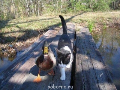 Они такие забавные смешные фото и видео  - image.jpg