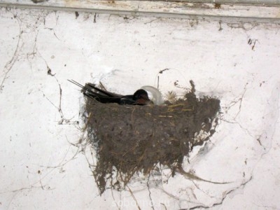 Пернатые соседи дикие  - IMG_3792.jpg