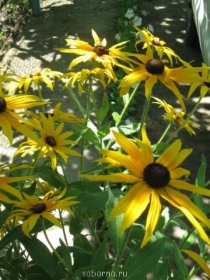 Наши цветы. В саду - IMG_3631.jpg