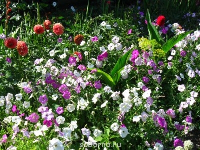 Наши цветы. В саду - IMG_3829.jpg