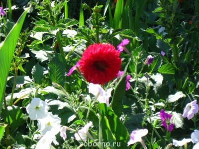 Наши цветы. В саду - IMG_3831.jpg