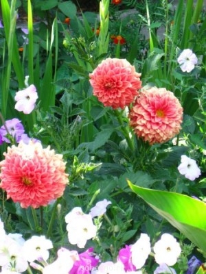 Наши цветы. В саду - IMG_3832.jpg
