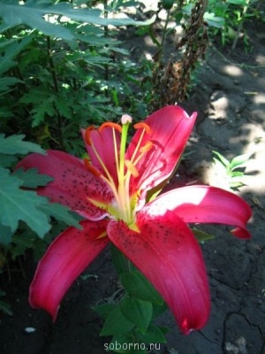 Наши цветы. В саду - IMG_3841.jpg