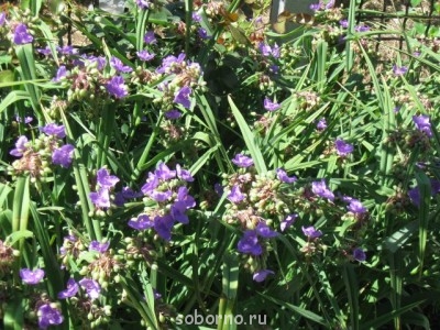 Наши цветы. В саду - IMG_3845.jpg