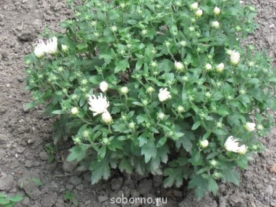 Наши цветы. В саду - IMG_3795.jpg