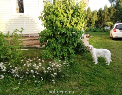 Наша дача и приусадебный участок - IMG_3908.JPG