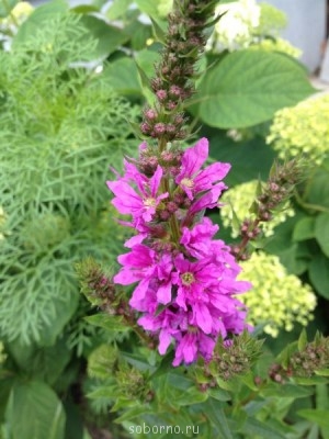 Наши цветы. В саду - IMG_3858.JPG