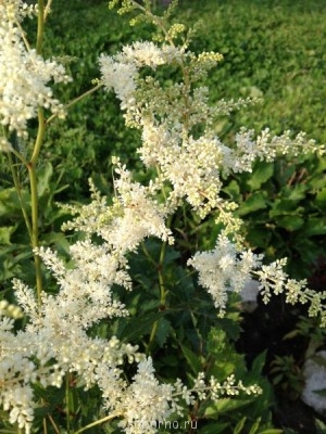 Наши цветы. В саду - IMG_3865.JPG