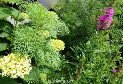 Наши цветы. В саду - IMG_3854.JPG