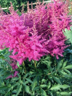 Наши цветы. В саду - IMG_3867.JPG