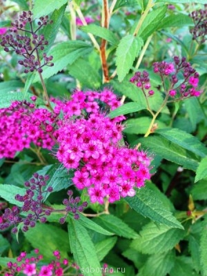 Наши цветы. В саду - IMG_3869.JPG