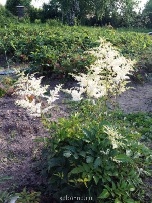 Наши цветы. В саду - IMG_3882.JPG