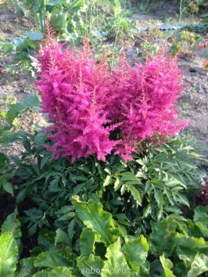 Наши цветы. В саду - IMG_3883.JPG