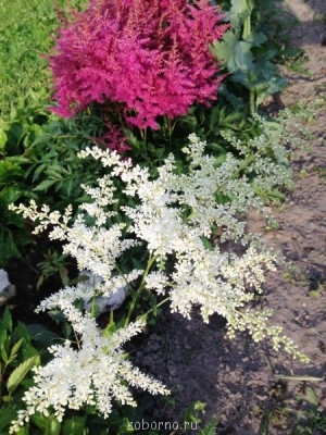 Наши цветы. В саду - IMG_3864.JPG