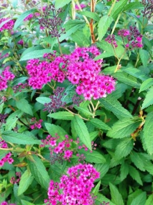 Наши цветы. В саду - IMG_3868.JPG