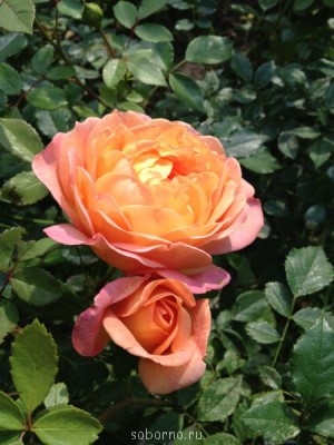 Наши цветы. В саду - IMG_3872.JPG