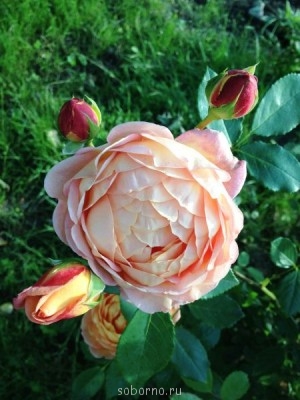 Наши цветы. В саду - IMG_3871.JPG