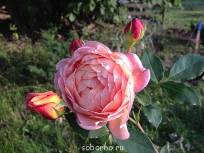 Наши цветы. В саду - IMG_3878.JPG